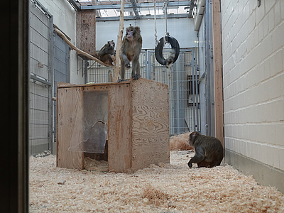 Das Bild zeigt Makaken in ihrem Gehege am Institut fr Hirnforschung der Universit?t Bremen.