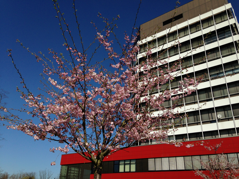 Ein blhender Kirschbaum vor der Fassade des MZH.