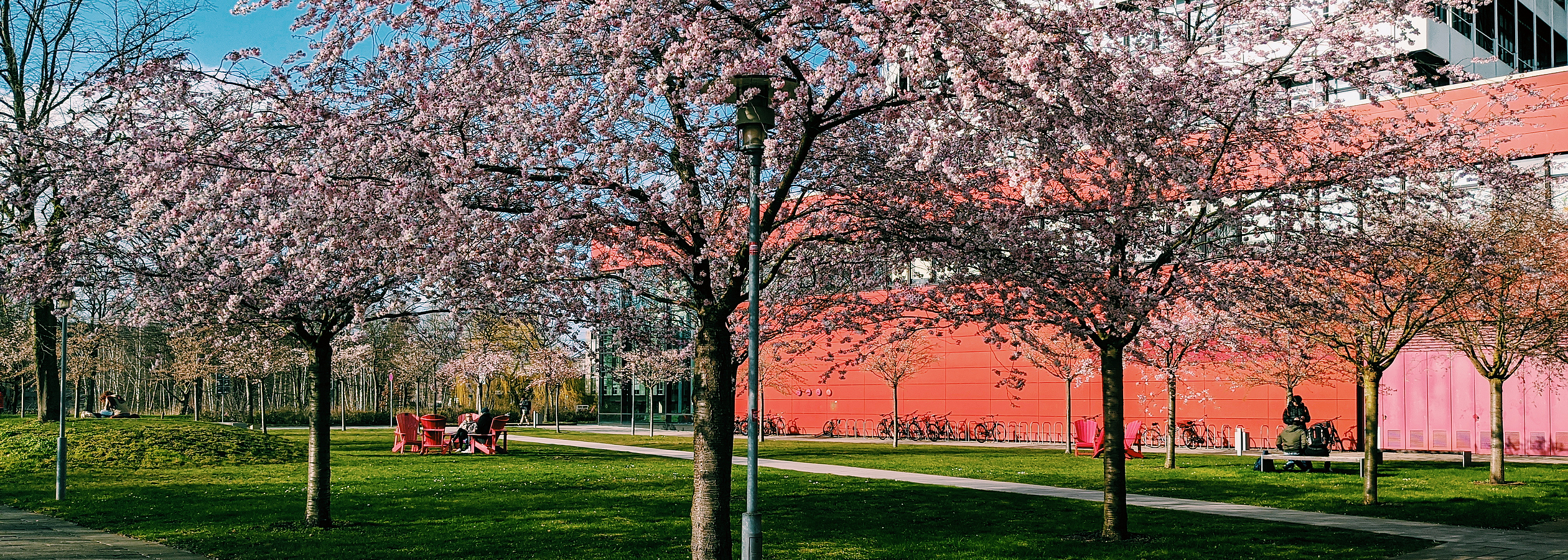 Kirschblten auf dem Campus