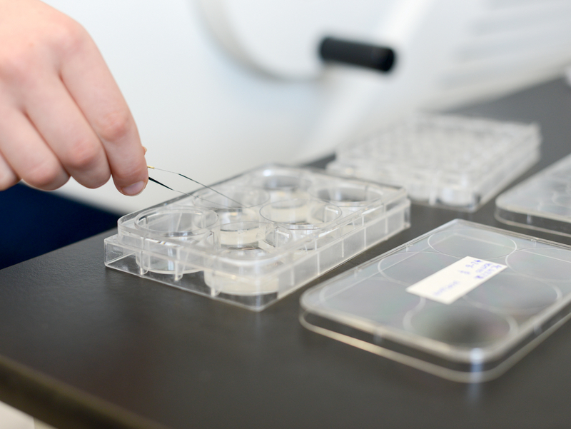 Ein Beh?lter mit Petrischalen auf einem Labortisch.
